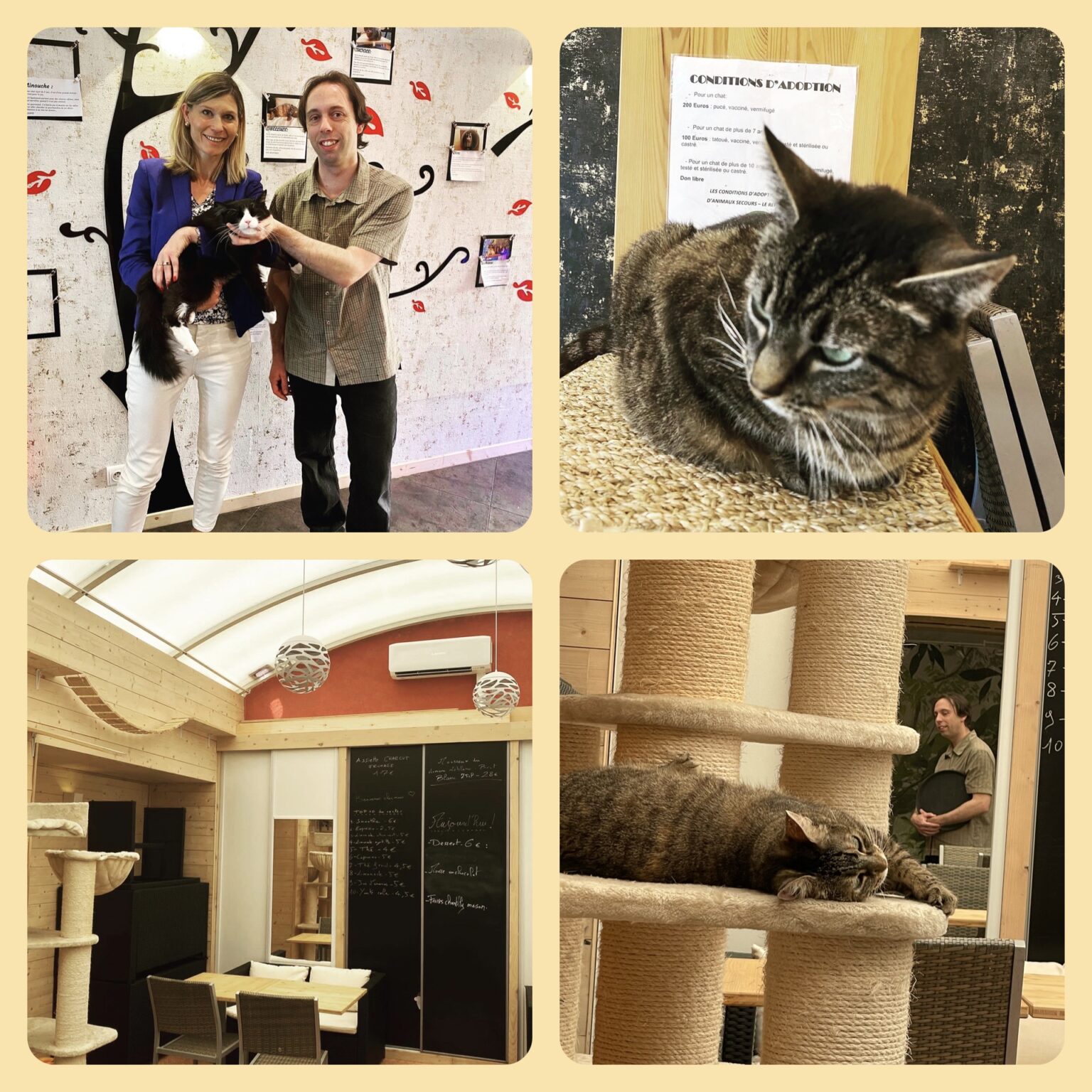 Annemasse / visite de Féline Idée Bar à Chats Virginie DUBYMULLER